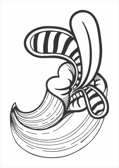 saracosa-rosso-line-art-1