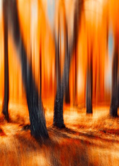 6-osage-orange-photography